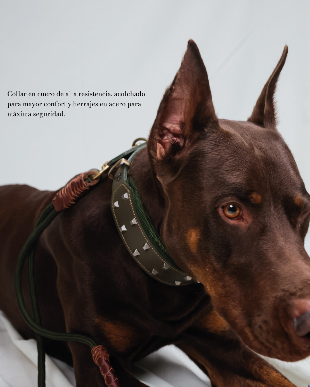 Collar para Razas Grandes