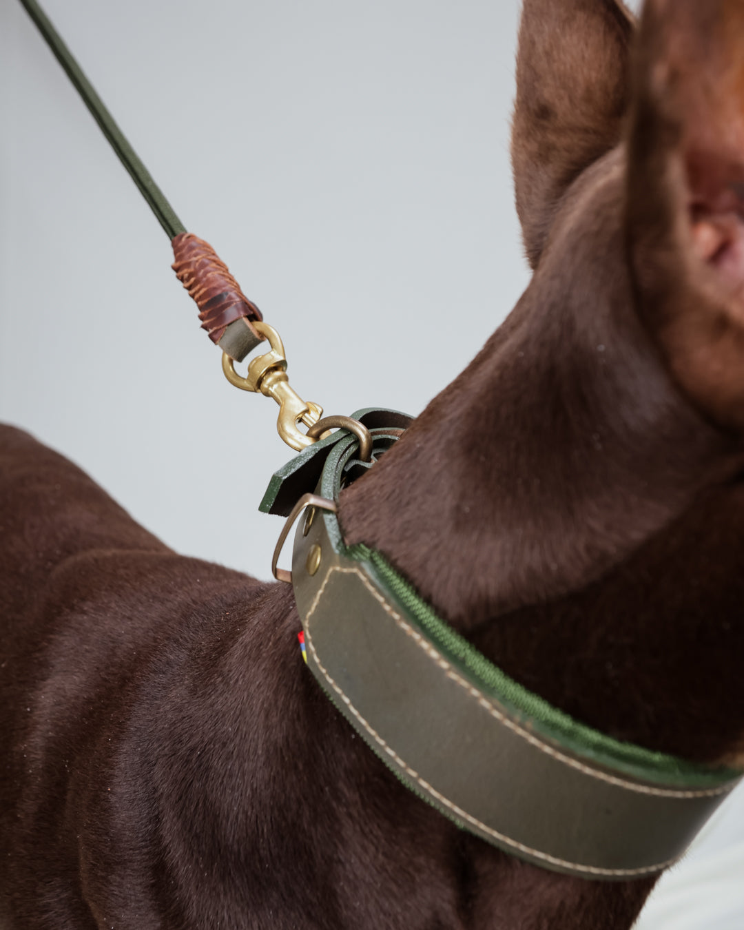 Collar para Razas Grandes